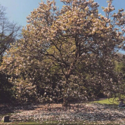 欧美复古 背景图 键盘壁纸 唯美 梦幻 