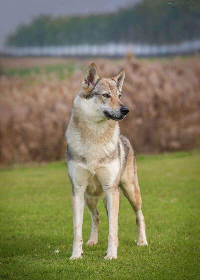 捷克狼犬
新培育的犬种，由德国牧羊犬与喀尔巴阡山脉狄膜拜狼繁殖选育并不断与狼回血繁殖而产生。外形与狼十分相似。