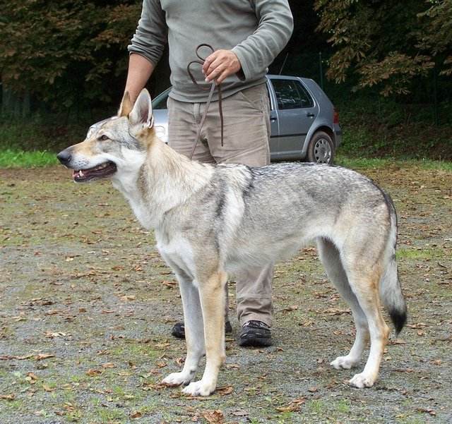 捷克狼犬
新培育的犬种，由德国牧羊犬与喀尔巴阡山脉狄膜拜狼繁殖选育并不断与狼回血繁殖而产生。外形与狼十分相似。