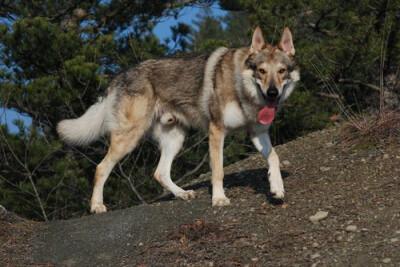 捷克狼犬
新培育的犬种，由德国牧羊犬与喀尔巴阡山脉狄膜拜狼繁殖选育并不断与狼回血繁殖而产生。外形与狼十分相似。