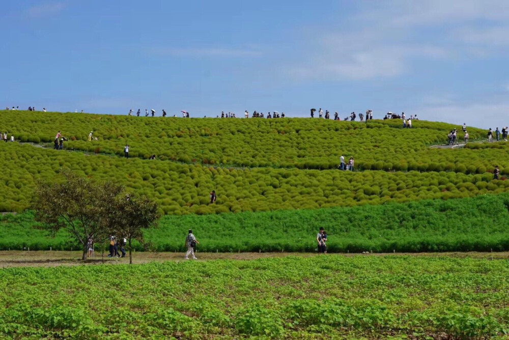 茨城