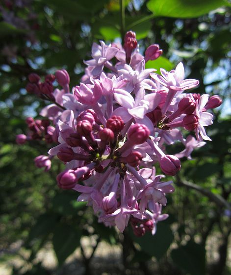 丁香花