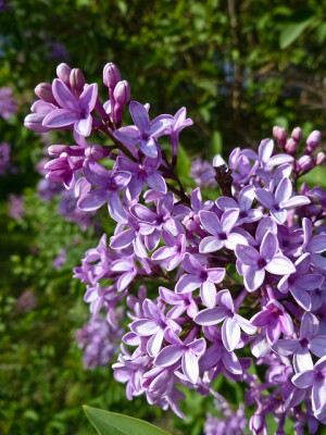 丁香花