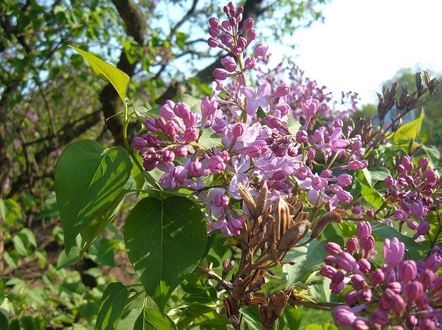 丁香花