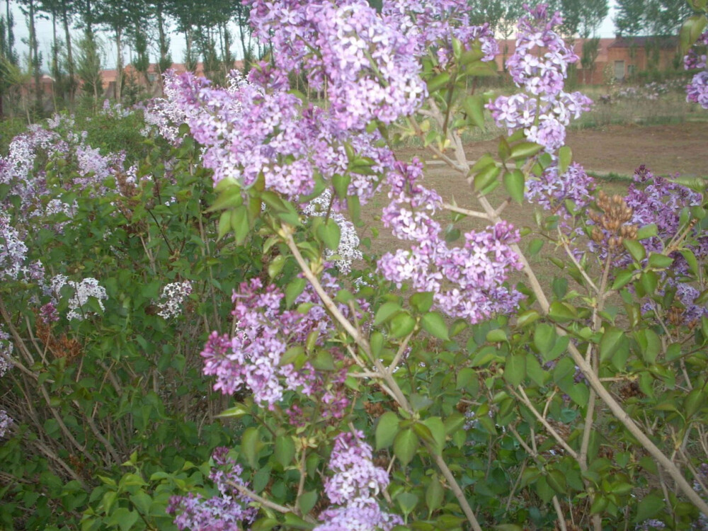 丁香花