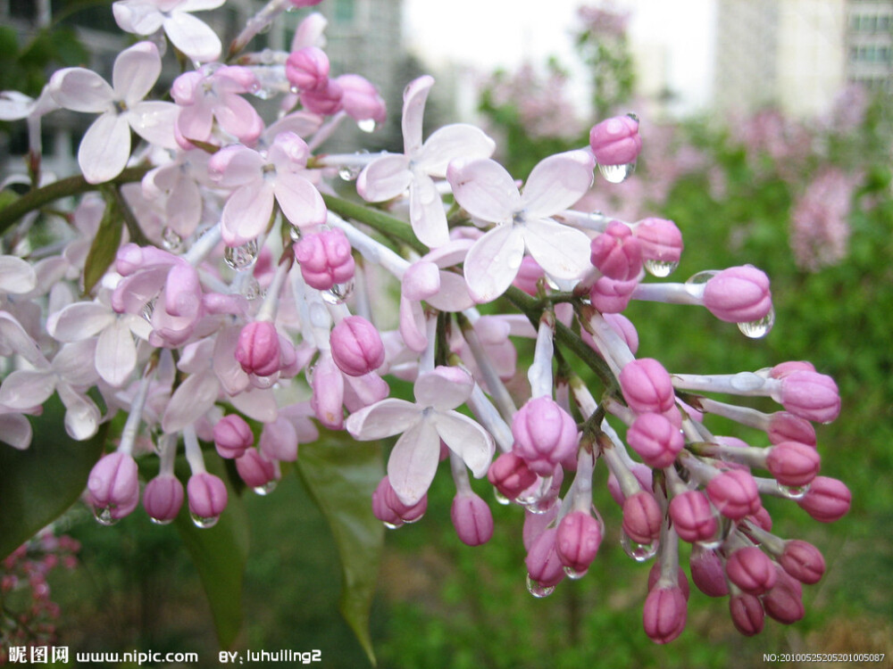 丁香花