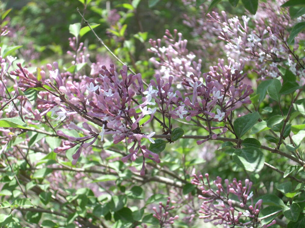 丁香花