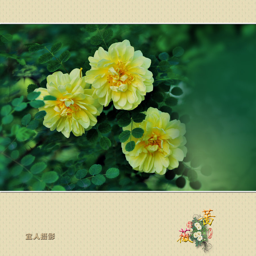 蔷薇花（二）