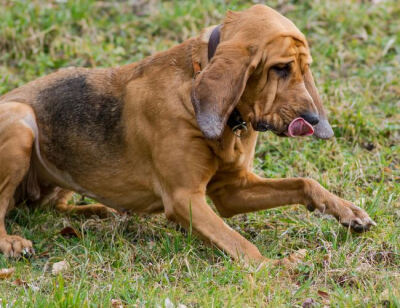 寻血猎犬