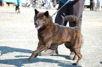 日本甲斐犬