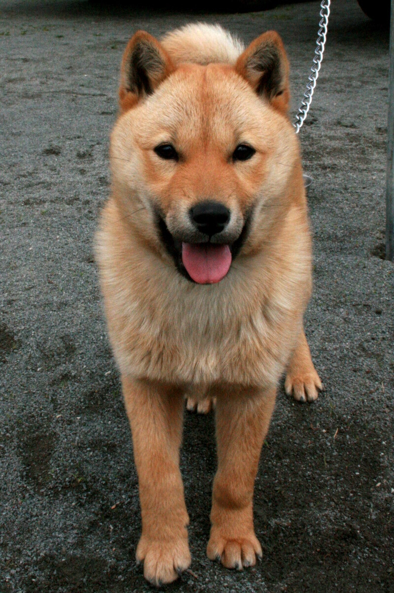 日本北海道犬
