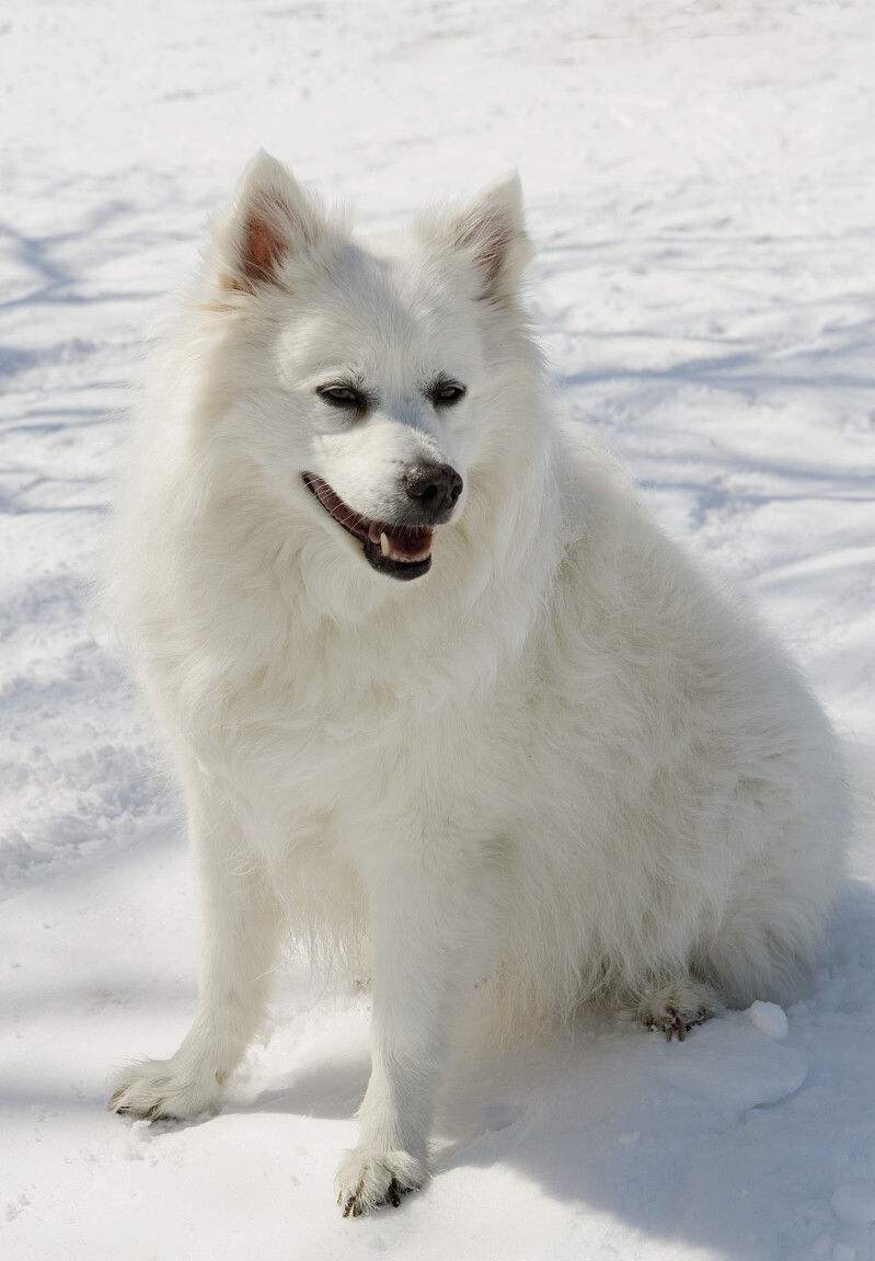 爱斯基摩犬
与萨摩耶犬和日本狐狸犬除体型外的直接外观区别为：四肢不如萨摩耶犬粗壮，毛量与毛质不如日本狐狸犬丰富蓬松。