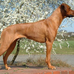 罗德西亚背脊犬(非洲猎狮犬) - 高清图片,堆糖,美图壁纸兴趣社区