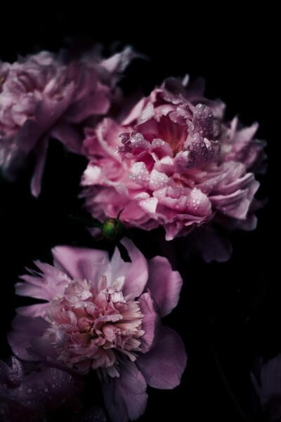 peony