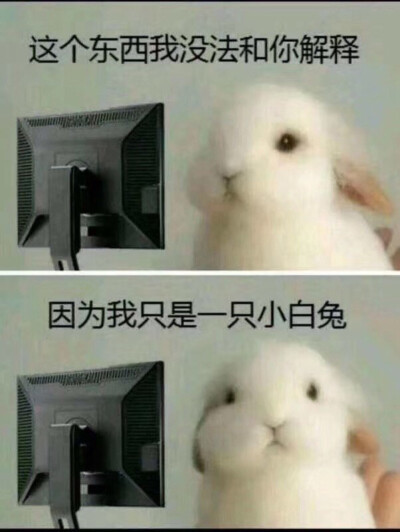 表情包