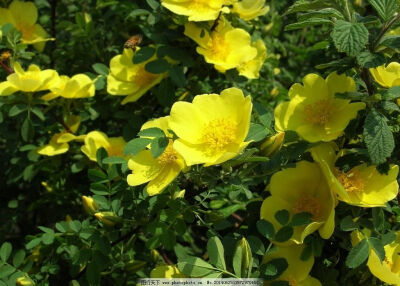 蔷薇花 黄色蔷薇花 花圃 蔓藤植物 刺玫 攀援灌木 摄影