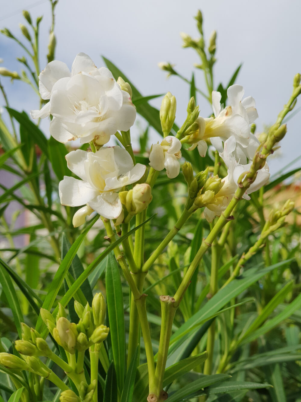 花花草草