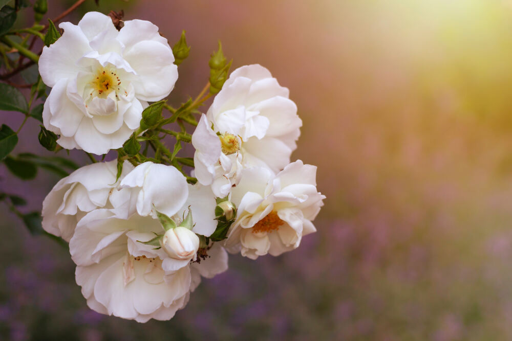 花花草草