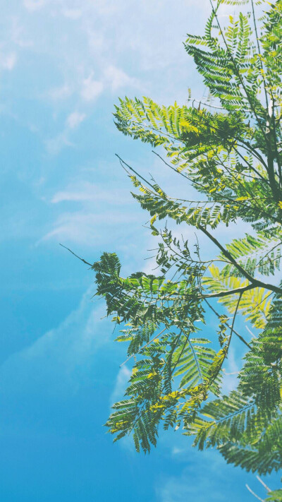 天空 树 小清新