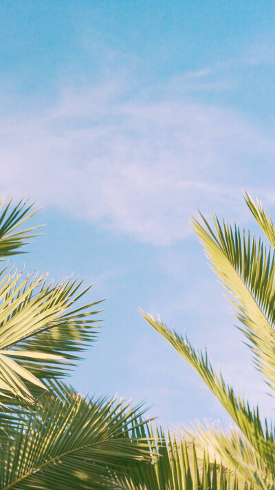 天空 树 小清新