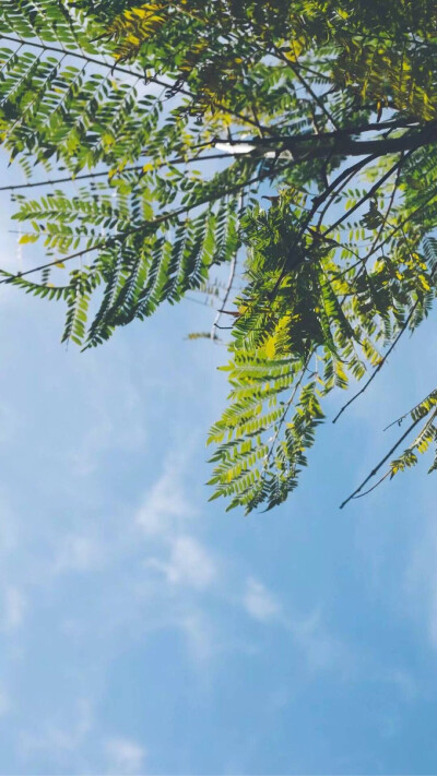 天空 树 小清新