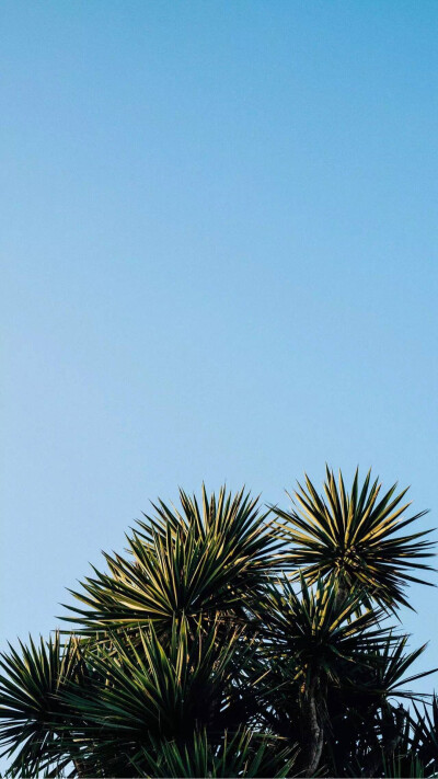 天空 树 小清新