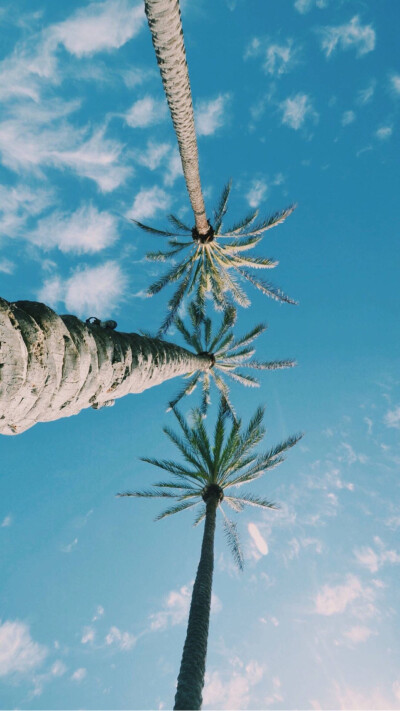 天空 树 小清新