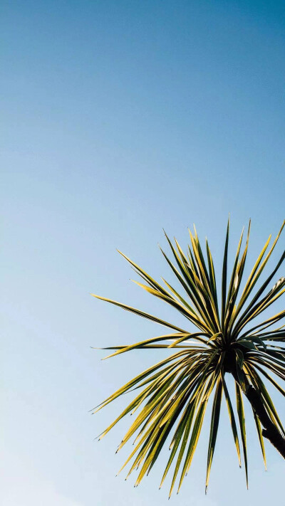 天空 树 小清新