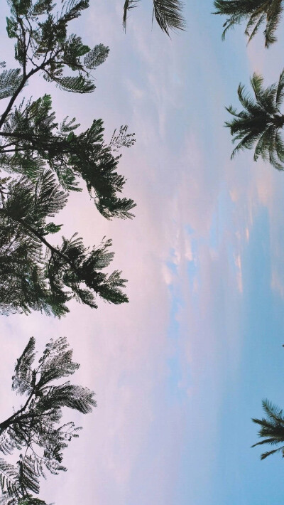 天空 树 小清新