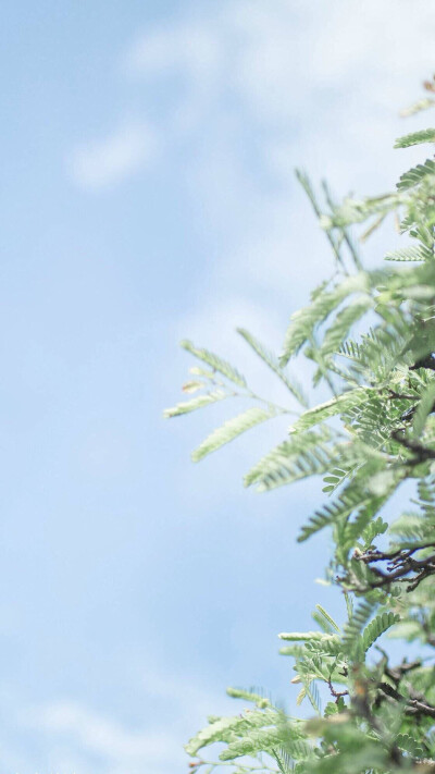 天空 树 小清新