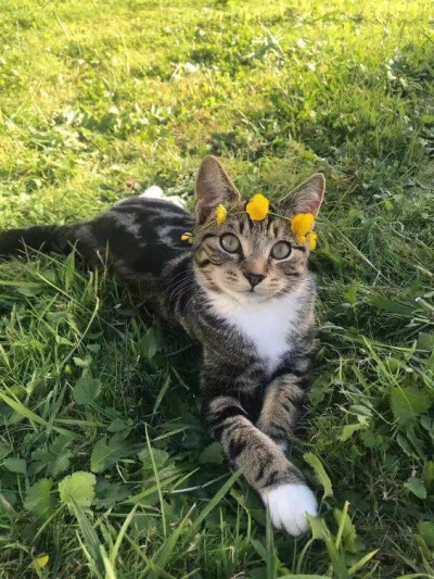 花与猫