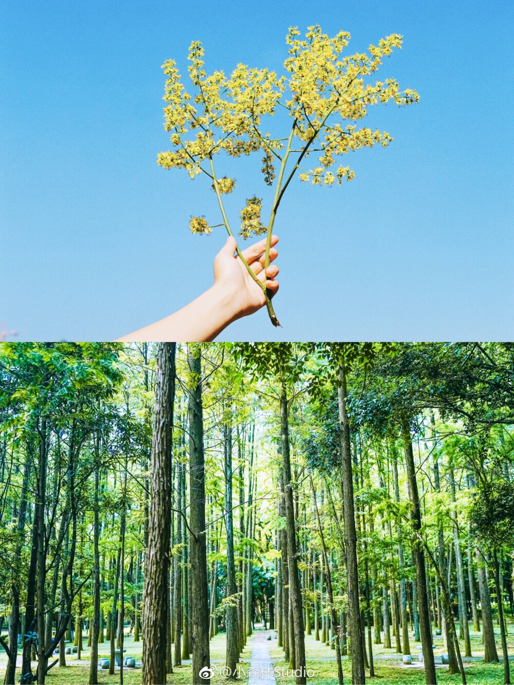 晴日片段
摄影@小森林Studio