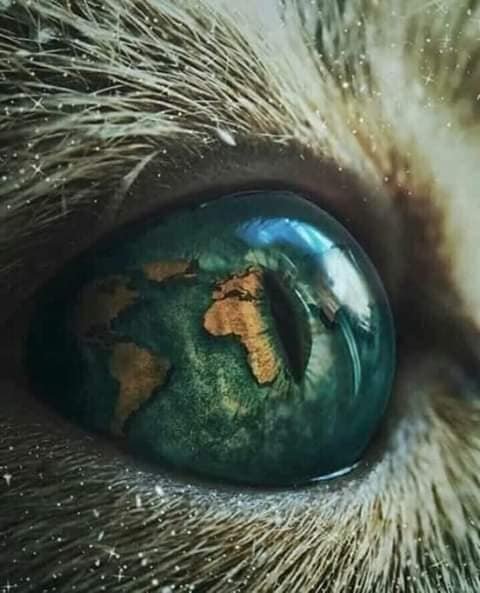 世界上最漂亮的猫眼睛！