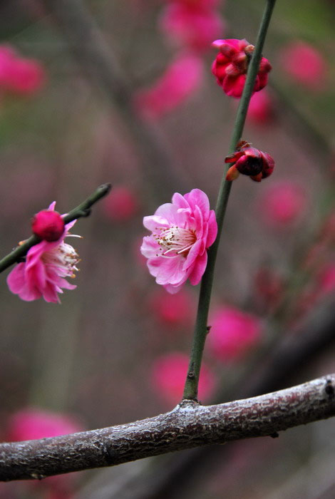 梅花