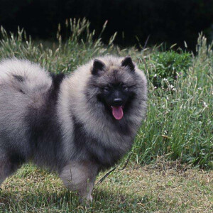 荷兰毛狮犬 - 高清图片,堆糖,美图壁纸兴趣社区