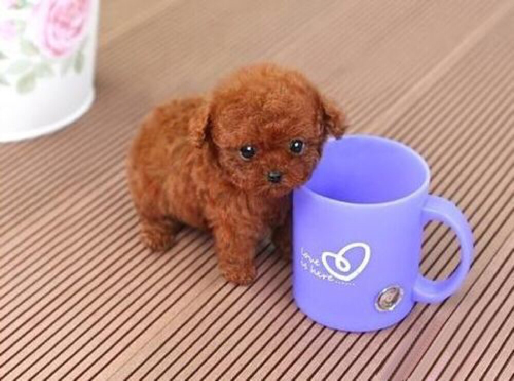 茶杯犬