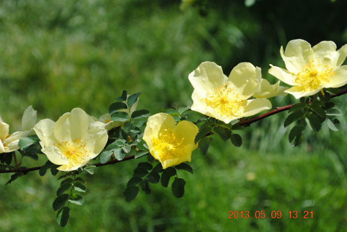 春天的花朵（八）——蔷薇黄朵溢柔情