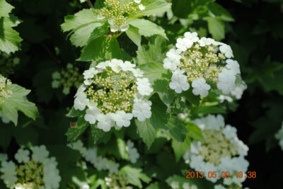 春天的花朵（六）——欧洲荚蒾转圆开