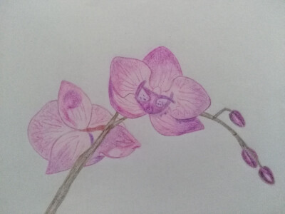 蝴蝶兰
