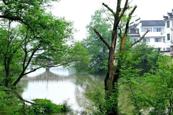 雨后树木新，深山雾气浓；闲来无要事，煮杯清茶饮 。