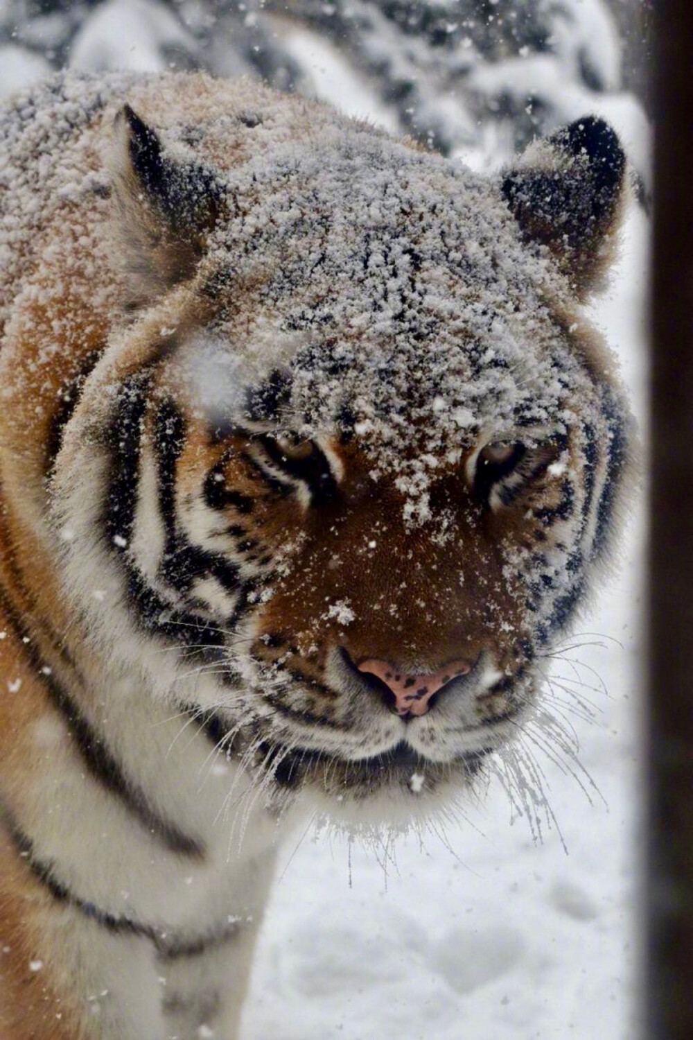 雪中虎 