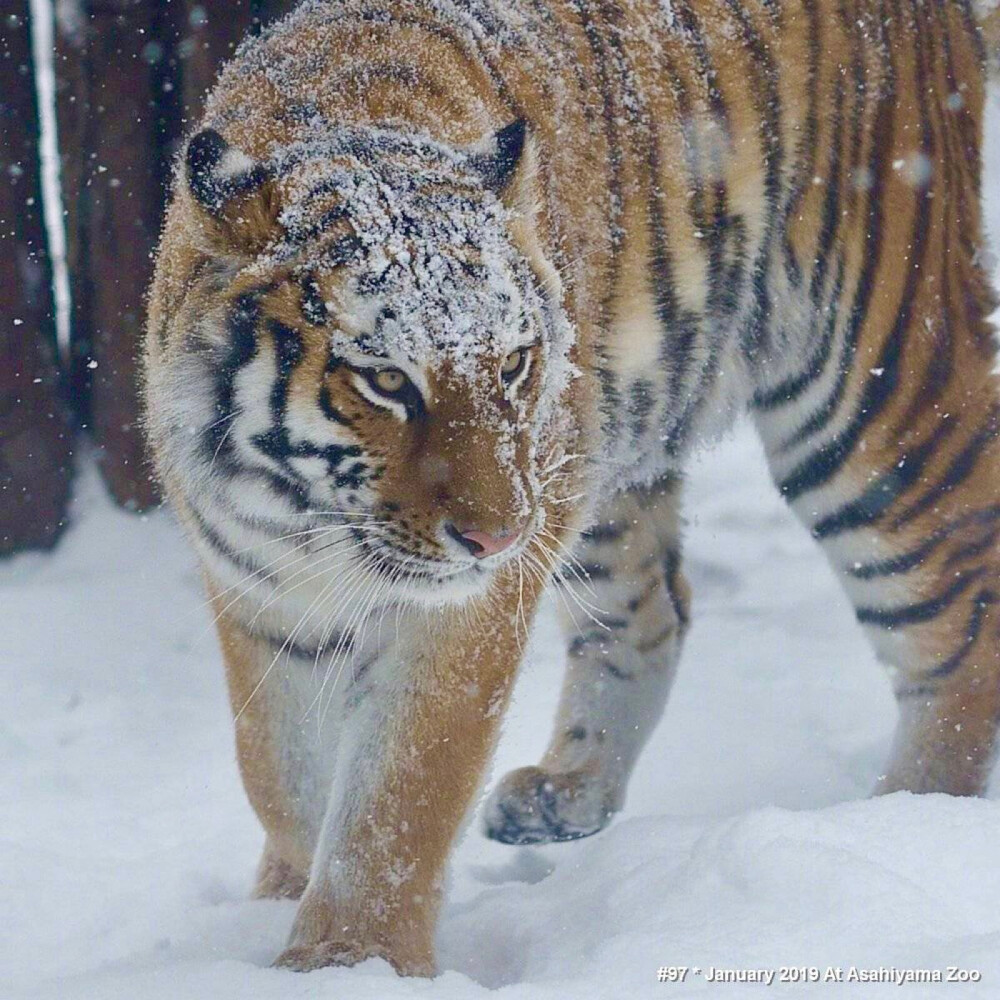 雪中虎 