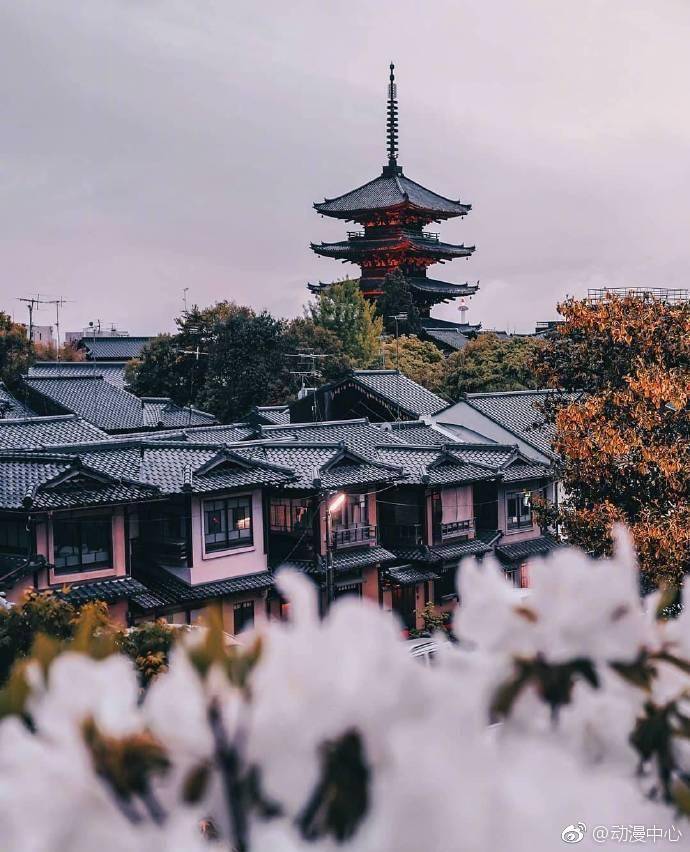 日本.东京.京都.樱花