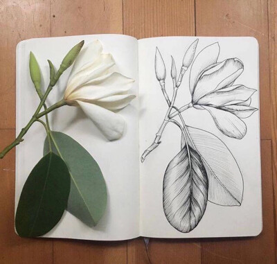 花朵～写生黑白线描