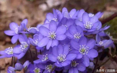 獐耳细辛花；在日本叫雪割草，花语；耐心