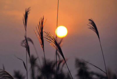 芦花深映夕阳红，断肠人在天涯。