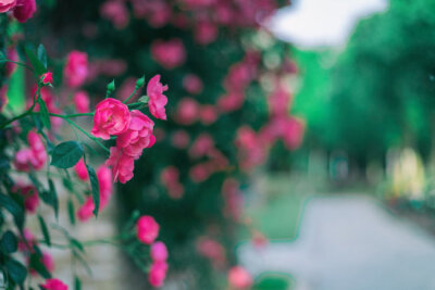 花枝荫我头，花蕊落我怀。花色迷我眼，花香醺我宅。