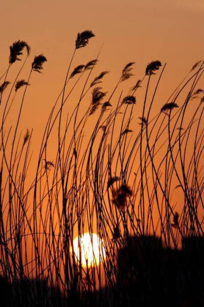 芦花深映夕阳红，断肠人在天涯。