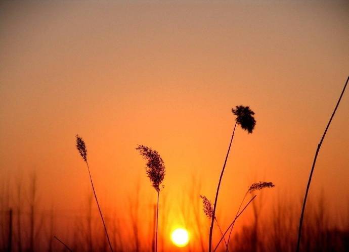 芦花深映夕阳红，断肠人在天涯。