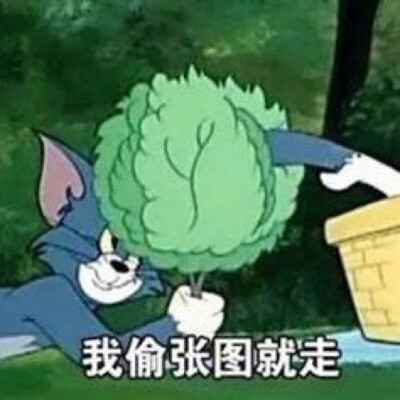 猫和老鼠